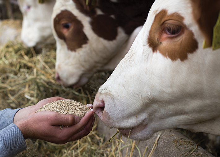 Ricos en fibra, proteínas, grasas y minerales, los granos de destilería con el tiempo se convirtieron en alimento para los animales.