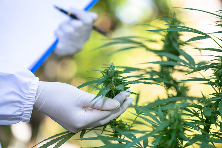 Certifying Cannabis Growers